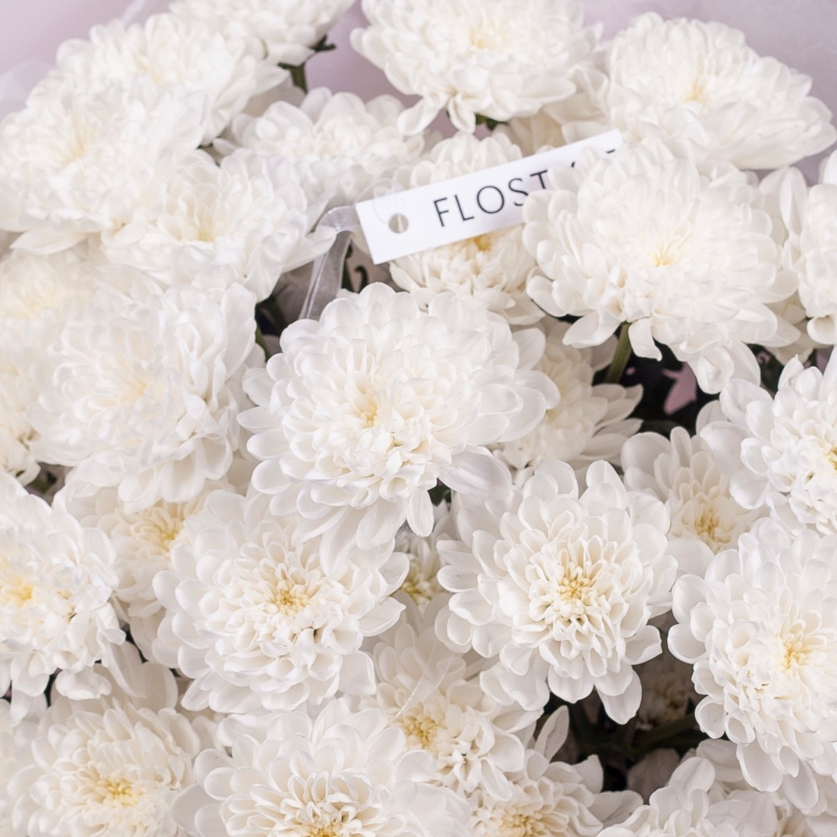 hrizantema altaj 9 sht 8